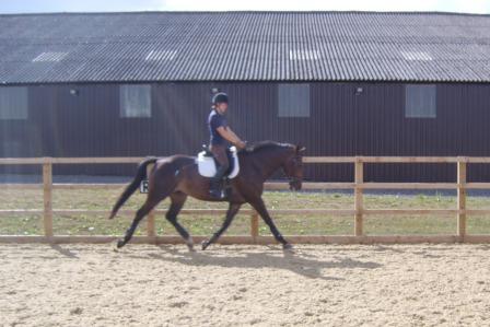 ali medium trot